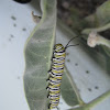Monarch Butterfly - Larvae