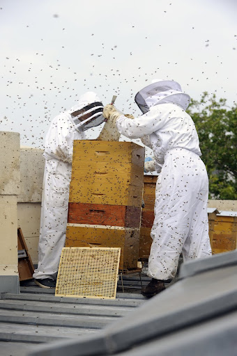 Second honey harvest on the Grand Palais roof, 2010.