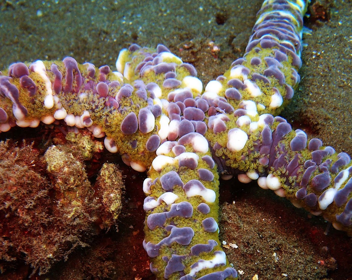 Warty starfish