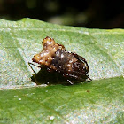 Micrathena soider (juvenile)
