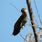 Ruby-throated Hummingbird