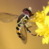 syrphid fly