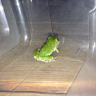 Gray tree frog (immature)