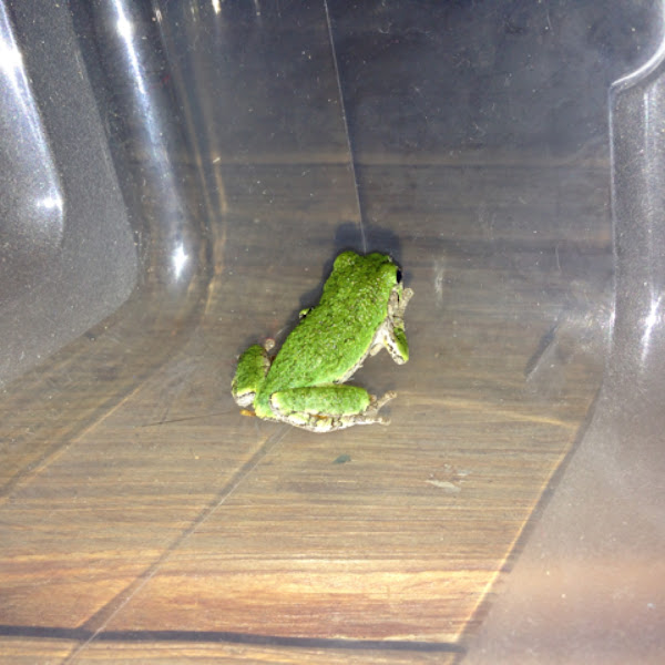 Gray tree frog (immature) | Project Noah