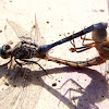 Pair of dragonflies Epaulet Skimmer. Libélula azul