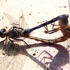 Pair of dragonflies Epaulet Skimmer. Libélula azul