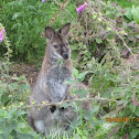 Bennet's wallaby, aka red-necked wallaby 