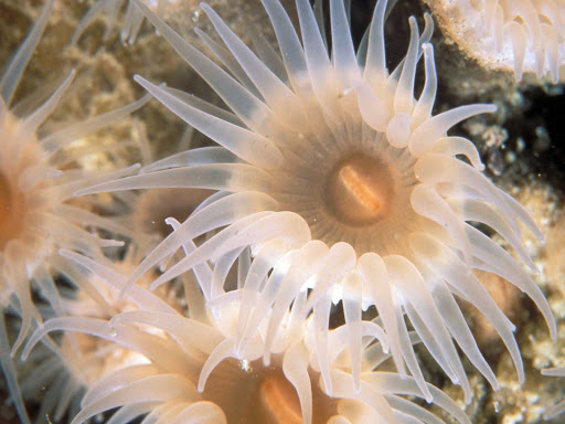 Sea anemone in Glacier Bay National Park.