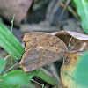 Melanitis Butterfly