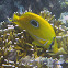 Bluelashed Butterflyfish