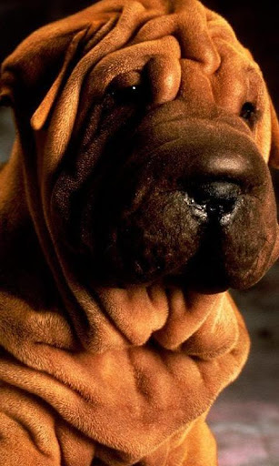 Shar Peis Wallpapers