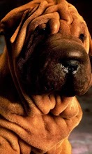 Shar Peis Wallpapers APK Download for Android