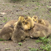 Canada Geese (goslings)