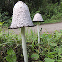 Fungi Hongo