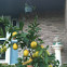 Meyers Lemon Tree