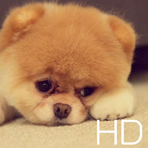 【免費個人化App】Cute Dog HD Wallpapers-APP點子