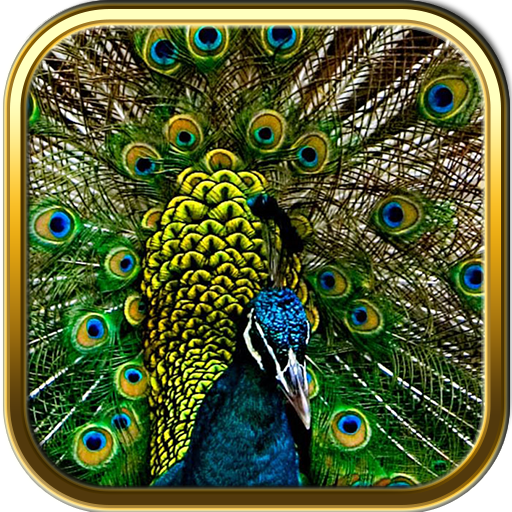Free Peacock Puzzle Games 解謎 App LOGO-APP開箱王