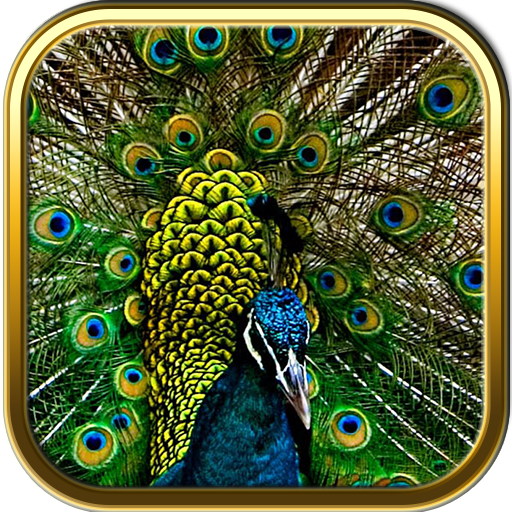 Free Peacock Puzzle Games LOGO-APP點子