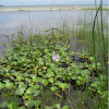 Jacinto acuático. Water hyacinth