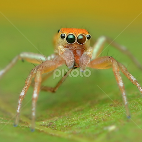 by Niney Azman - Animals Insects & Spiders