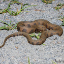 Brown Water Snake