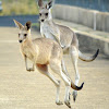 Eastern Grey kangaroo (juveniles)