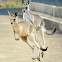Eastern Grey kangaroo (juveniles)