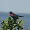 Red-winged Blackbird