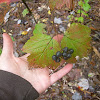 Maple-leaf viburnum