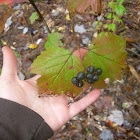 Maple-leaf viburnum