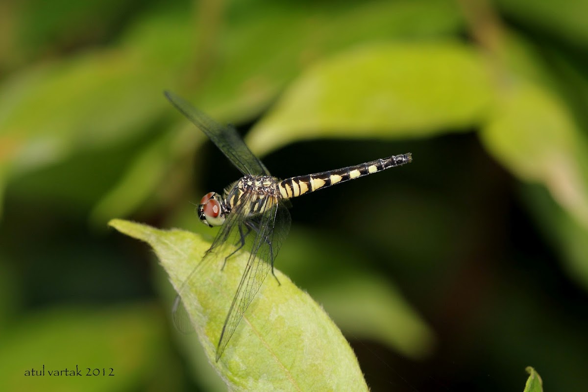 Dragonfly (Female)
