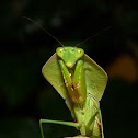 Praying Mantis