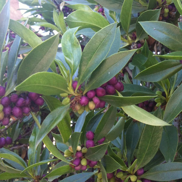 Siempreverde Project Noah