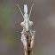 Cone-head Mantis