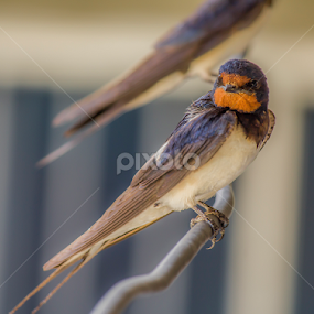 lovely bird  by Mustafa Gulzari - Animals Birds
