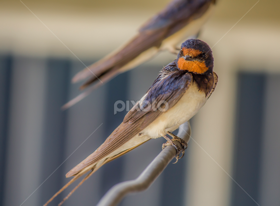 lovely bird  by Mustafa Gulzari - Animals Birds