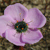 Rose-flowered sundew