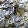American Wood Cockroach (immature)