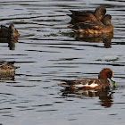 Eurasian Widgeon