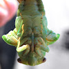 Cicaden (Auchenorrhyncha)