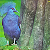 victoria crowned pigeon