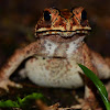 Asian Toad