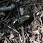 Click beetle - Kovařík zelený