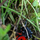 Ladybird Spider