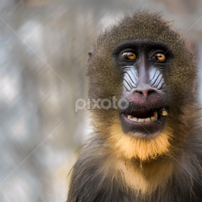 Got a light? by Romeo Pogacean - Animals Other Mammals