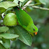 Vernal Hanging Parrot