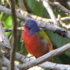 Painted bunting, male