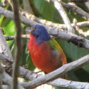Painted bunting, male