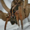 Rabid wolf spider (female)
