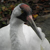 Whooping Crane